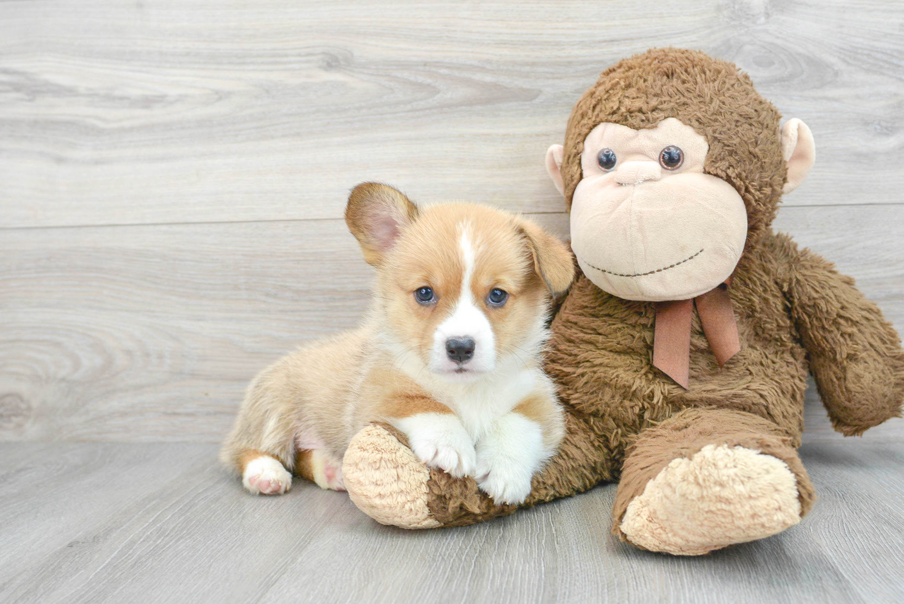 Corgi babies clearance