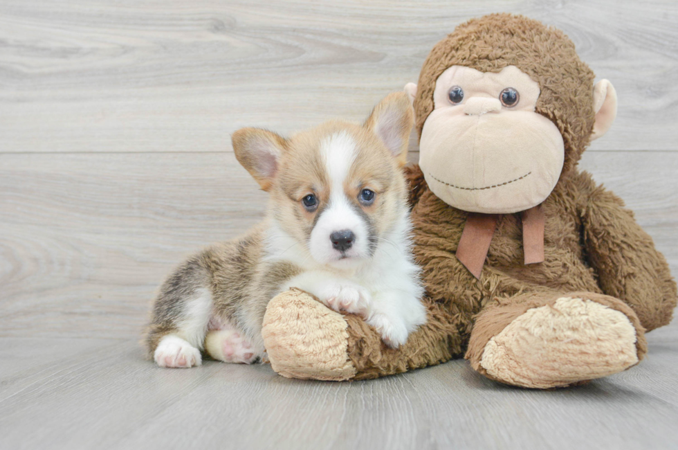6 week old Pembroke Welsh Corgi Puppy For Sale - Florida Fur Babies