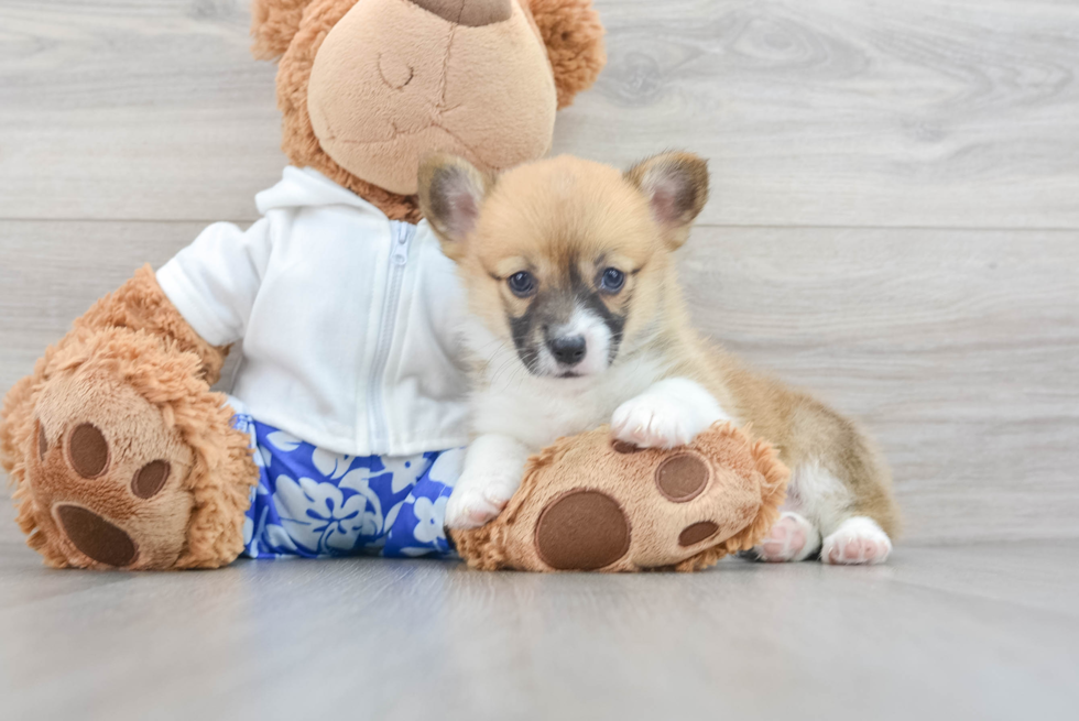 Pembroke Welsh Corgi Puppy for Adoption
