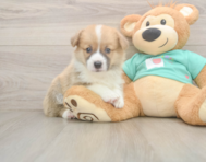 5 week old Pembroke Welsh Corgi Puppy For Sale - Florida Fur Babies