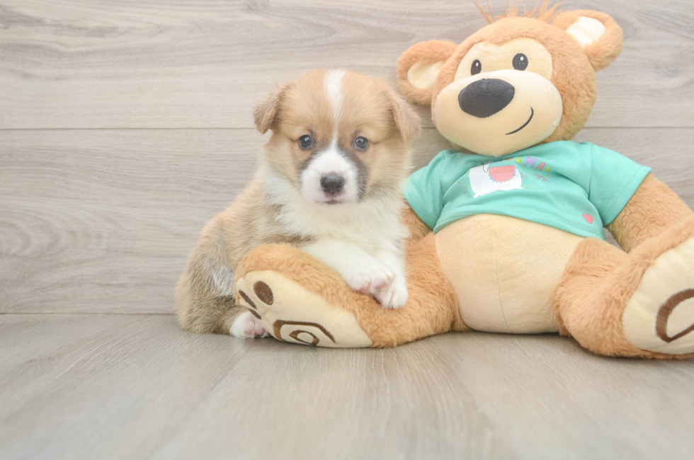 5 week old Pembroke Welsh Corgi Puppy For Sale - Florida Fur Babies