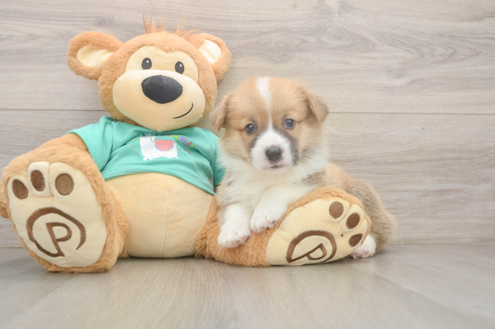 Cute Pembroke Purebred Puppy