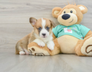 7 week old Pembroke Welsh Corgi Puppy For Sale - Florida Fur Babies