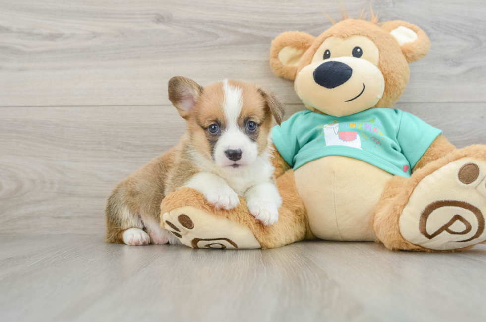 8 week old Pembroke Welsh Corgi Puppy For Sale - Florida Fur Babies