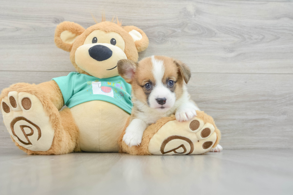 Small Pembroke Welsh Corgi Purebred Pup