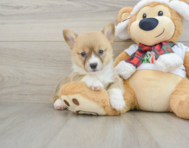 5 week old Pembroke Welsh Corgi Puppy For Sale - Florida Fur Babies