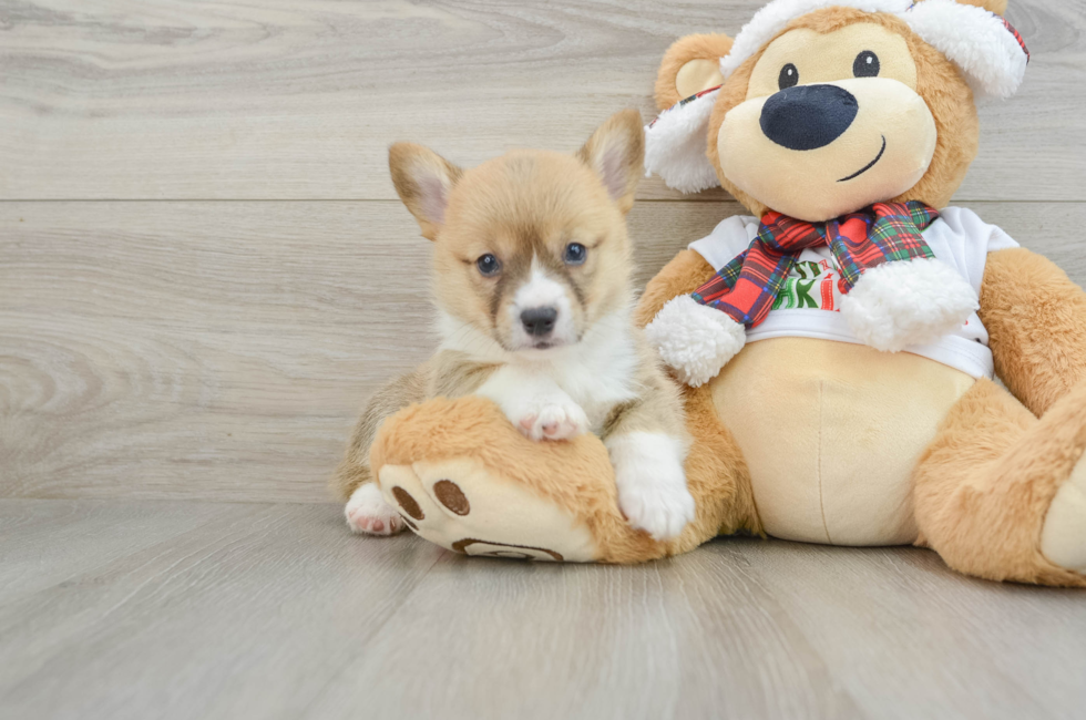 5 week old Pembroke Welsh Corgi Puppy For Sale - Florida Fur Babies