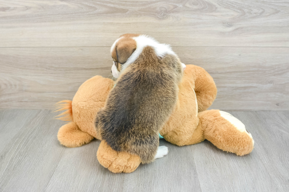 Pembroke Welsh Corgi Pup Being Cute