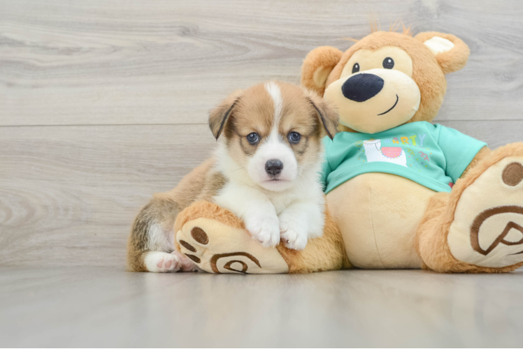 Hypoallergenic Pembroke Welsh Corgi Baby