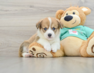 7 week old Pembroke Welsh Corgi Puppy For Sale - Florida Fur Babies