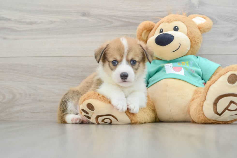 Hypoallergenic Pembroke Welsh Corgi Baby