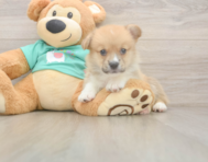 5 week old Pembroke Welsh Corgi Puppy For Sale - Florida Fur Babies