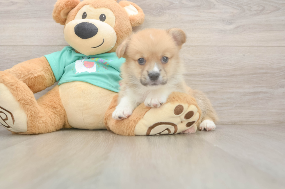 5 week old Pembroke Welsh Corgi Puppy For Sale - Florida Fur Babies