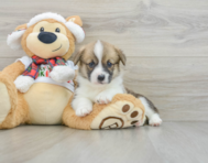 5 week old Pembroke Welsh Corgi Puppy For Sale - Florida Fur Babies