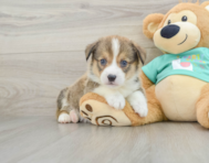 7 week old Pembroke Welsh Corgi Puppy For Sale - Florida Fur Babies