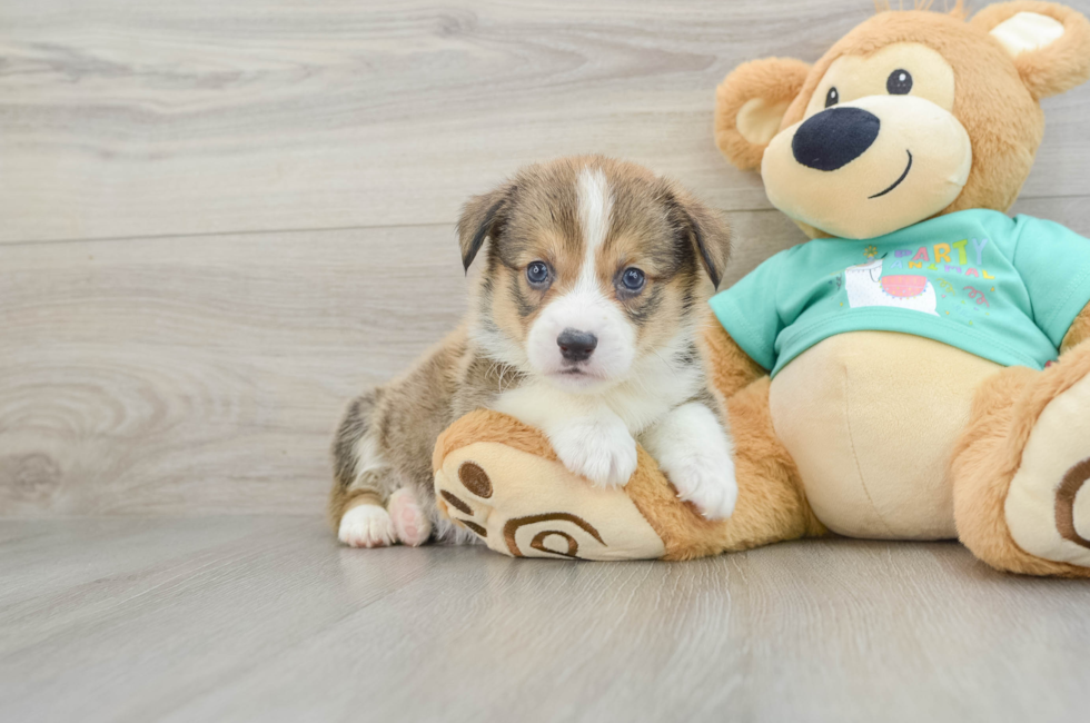 8 week old Pembroke Welsh Corgi Puppy For Sale - Florida Fur Babies