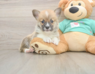 5 week old Pembroke Welsh Corgi Puppy For Sale - Florida Fur Babies