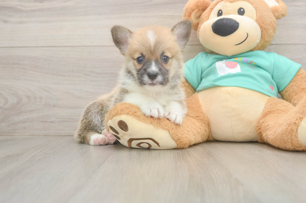 5 week old Pembroke Welsh Corgi Puppy For Sale - Florida Fur Babies