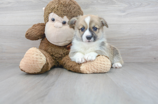 28 week old Pembroke Welsh Corgi Puppy For Sale - Florida Fur Babies