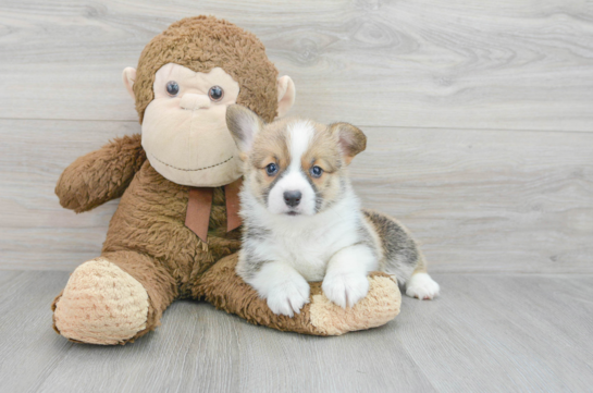 Adorable Corgi Purebred Puppy