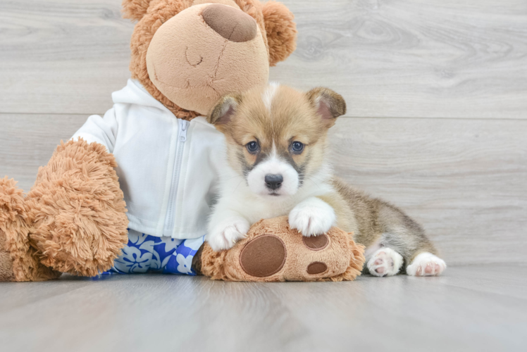 Corgi Puppies: Is a Corgi Puppy a Good Family Dog? – Wild One