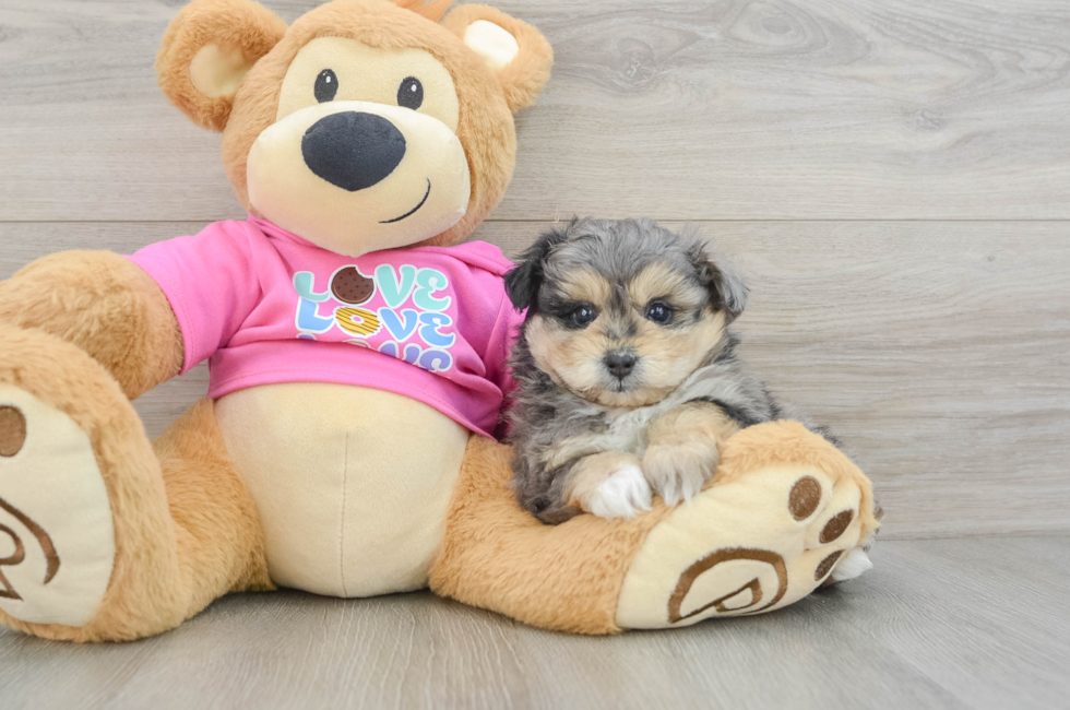 8 week old Pomachon Puppy For Sale - Florida Fur Babies