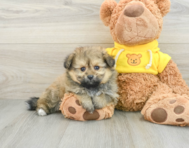 8 week old Pomachon Puppy For Sale - Florida Fur Babies