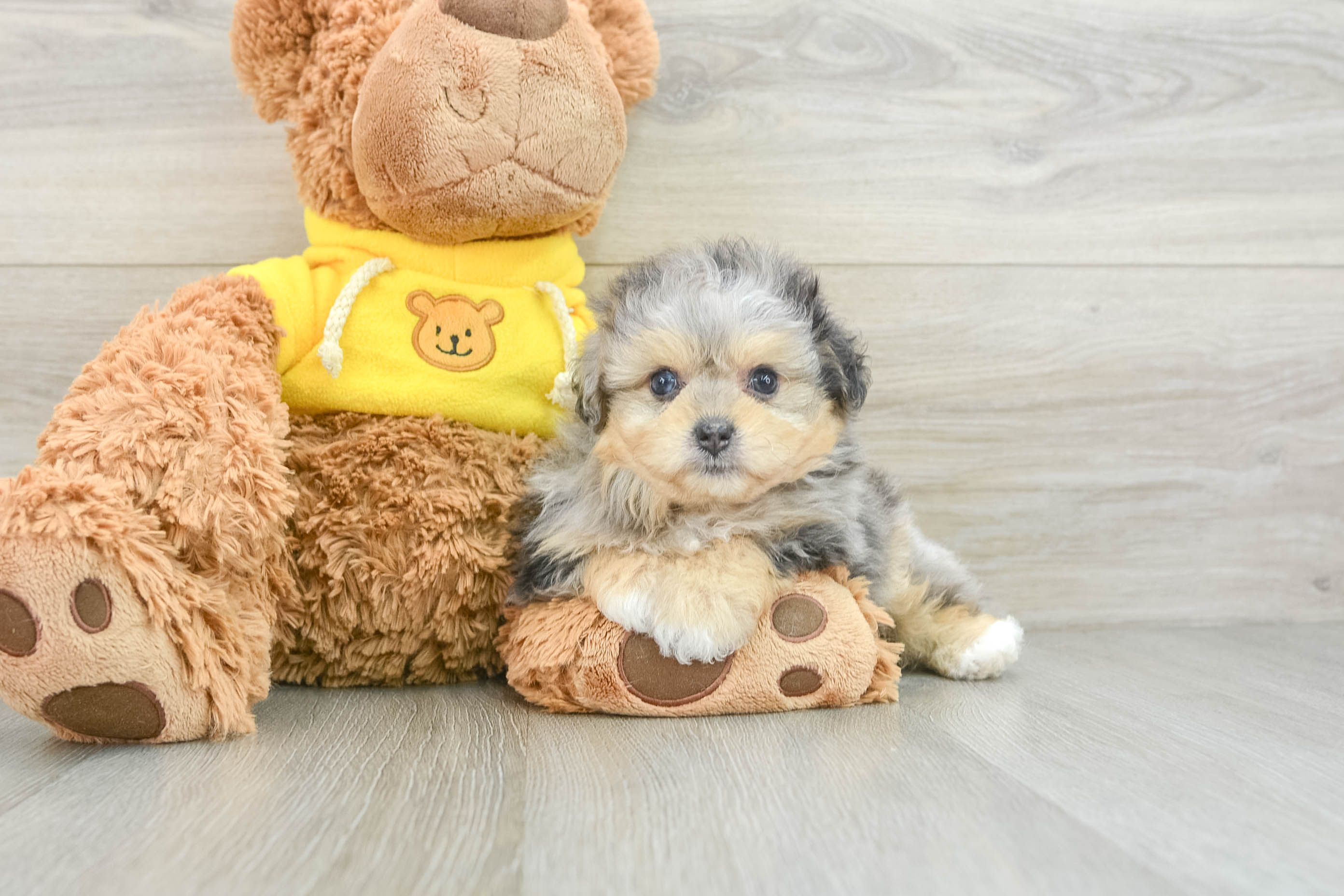 Pomachon Puppy for Adoption