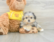 6 week old Pomachon Puppy For Sale - Florida Fur Babies