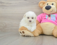 5 week old Pomachon Puppy For Sale - Florida Fur Babies
