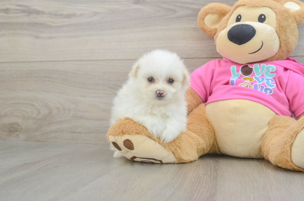 5 week old Pomachon Puppy For Sale - Florida Fur Babies