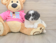 5 week old Pomachon Puppy For Sale - Florida Fur Babies