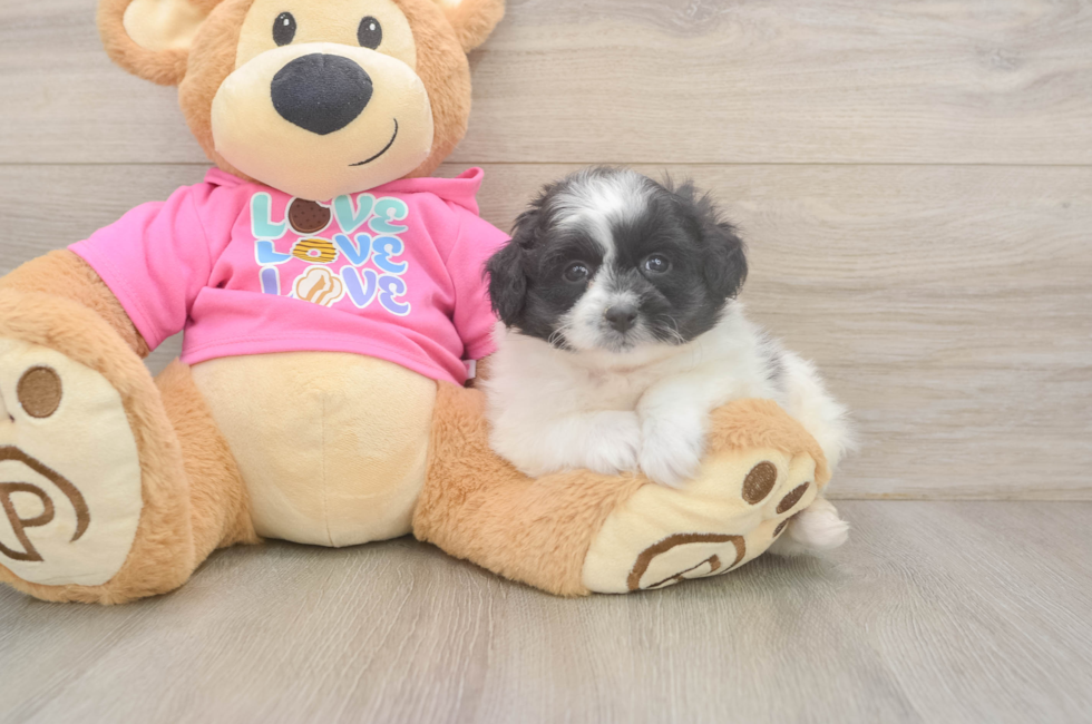 5 week old Pomachon Puppy For Sale - Florida Fur Babies