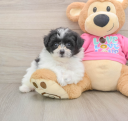 9 week old Pomachon Puppy For Sale - Florida Fur Babies