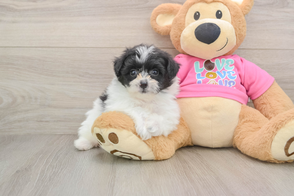 Cute Pomachon Baby