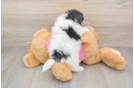 Pomachon Puppy for Adoption