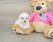 5 week old Pomachon Puppy For Sale - Florida Fur Babies