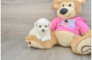 Pomachon Puppy for Adoption