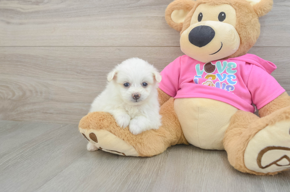 5 week old Pomachon Puppy For Sale - Florida Fur Babies
