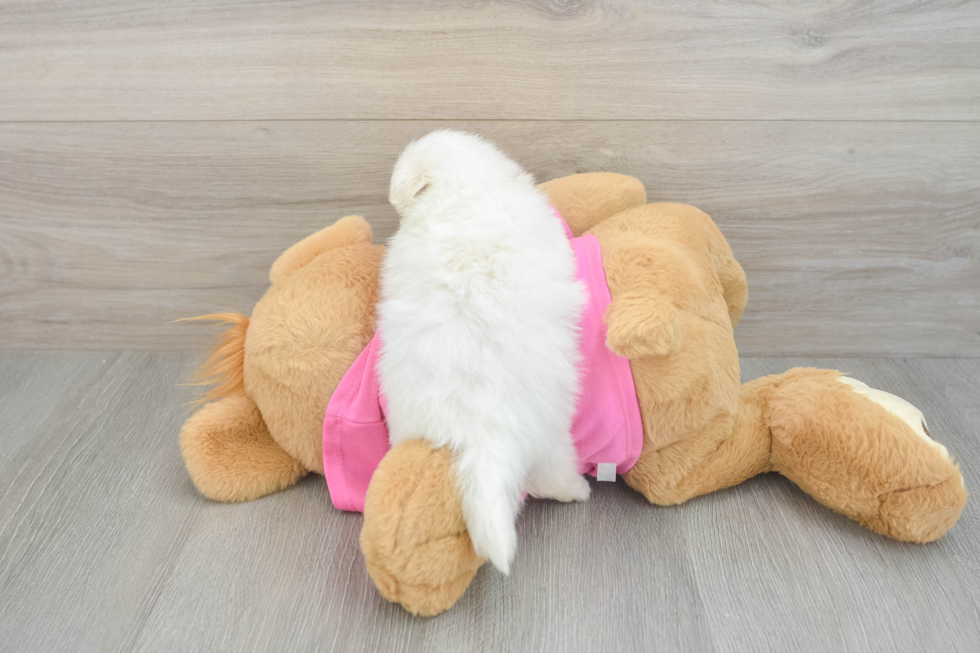 Best Pomachon Baby