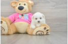 Energetic Pom Frise Designer Puppy