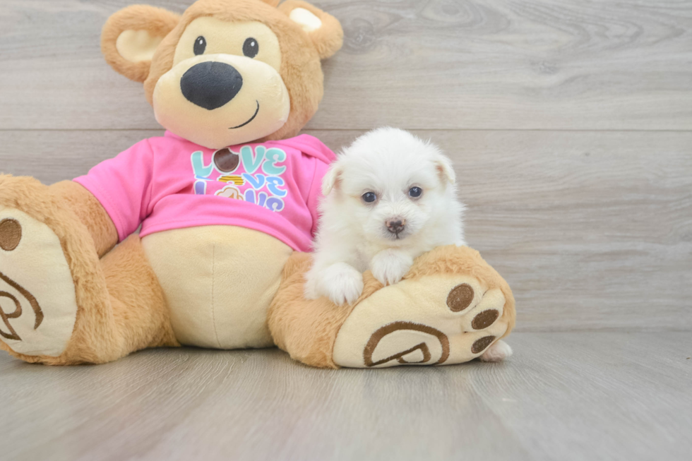 Energetic Pom Frise Designer Puppy