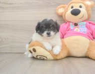 5 week old Pomachon Puppy For Sale - Florida Fur Babies