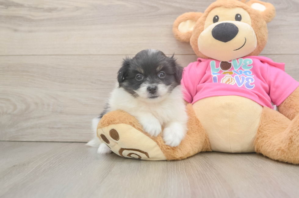 5 week old Pomachon Puppy For Sale - Florida Fur Babies