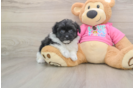 Cute Pomachon Baby