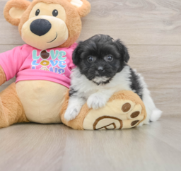 8 week old Pomachon Puppy For Sale - Florida Fur Babies