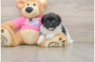 Funny Pomachon Designer Pup