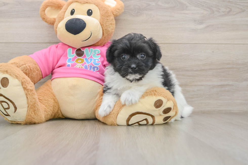Funny Pomachon Designer Pup