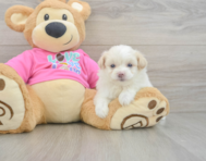 5 week old Pomachon Puppy For Sale - Florida Fur Babies