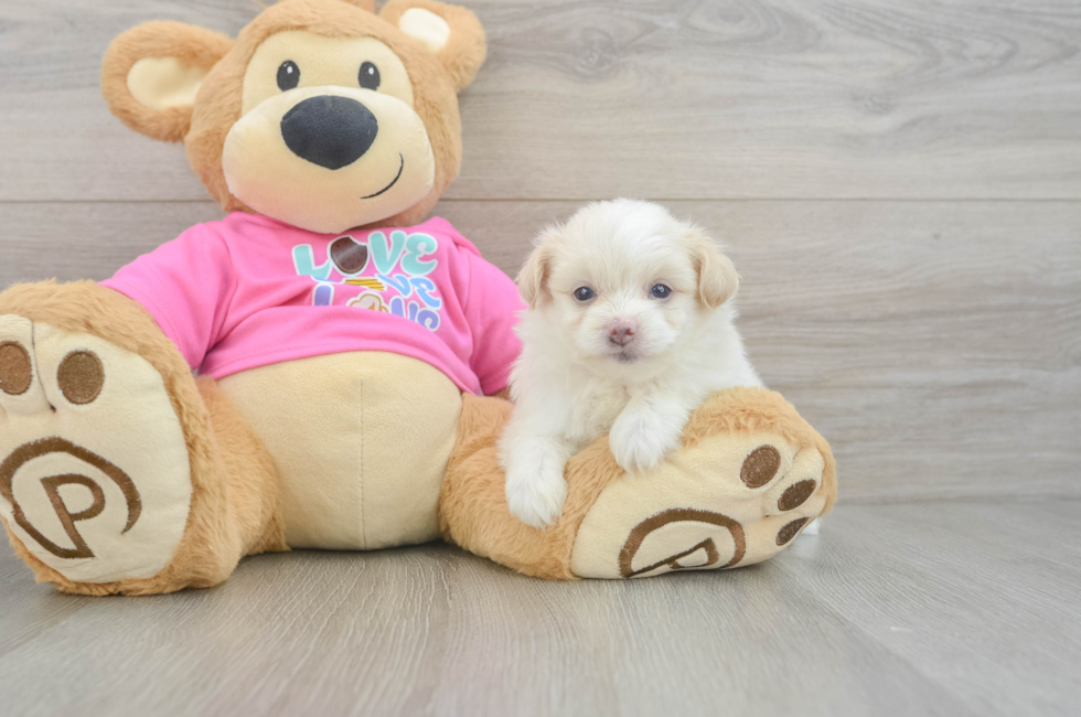 5 week old Pomachon Puppy For Sale - Florida Fur Babies